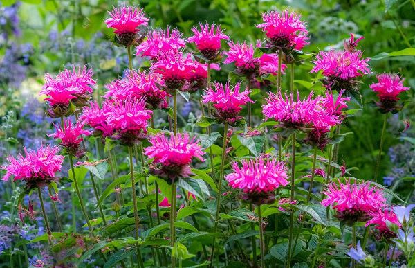 Gulin, Sylvia 아티스트의 USA-Washington State-Sammamish and our garden with pink Bee Balm작품입니다.